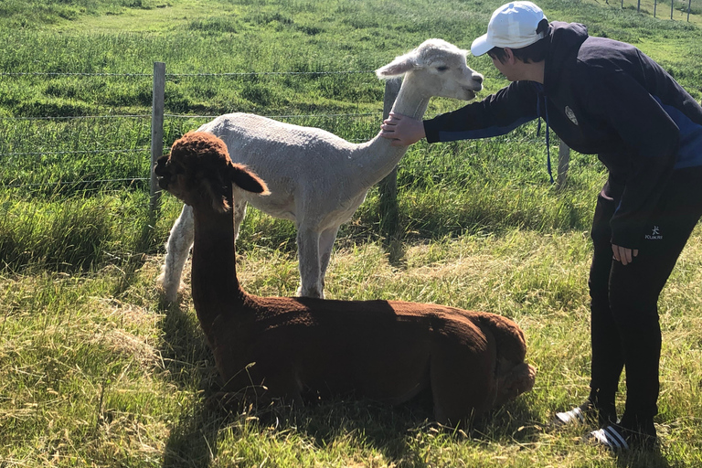Christchurch: Akaroa & Alpaca Farm Tour with Lunch