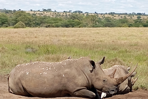 Small Group Nairobi National Park Half-Day Game Drive