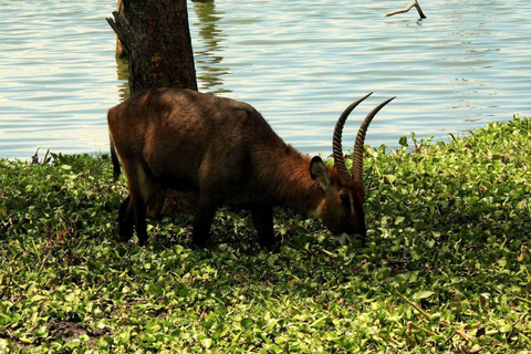 Nairobi: Crescent Island Sanctuary Day Trip with Lunch Nairobi: Crescent Island Sanctuary private day Trip