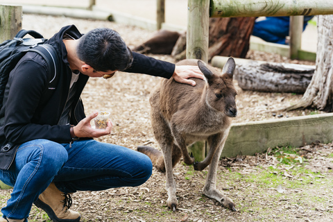 Desde Melbourne: Excursión ecológica a la fauna de Phillip IslandDesde Melbourne: ecotour de fauna a Phillip Island