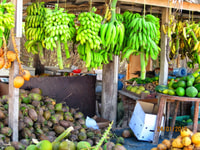 Salalah City Tour - Housity
