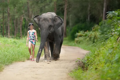 Khao Lak : Bain des éléphants et visite du centre des tortues