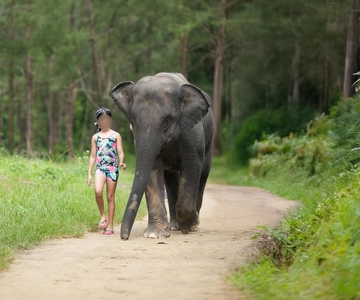 Khao Lak: Elephant Bathing and Turtle Center Visit