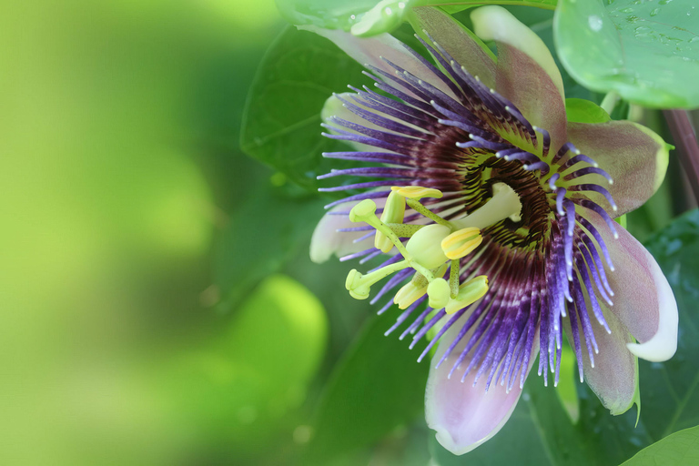 瀑布、巧克力之旅、雨林、皇家历史遗迹瀑布之旅、巧克力之旅、热带雨林、皇家历史之旅