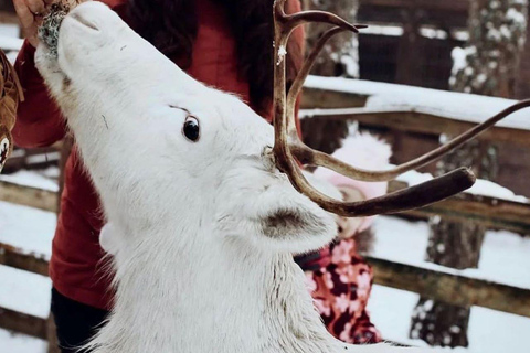 Passeio de trenó puxado por renas e visita ao canil de huskiesPasseio de trenó puxado por renas