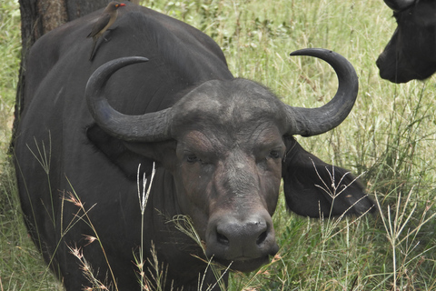 Budget Kruger &amp; Panorama meerdaagse tour vanuit Johannesburg5-daagse budgetreis naar Kruger &amp; Panorama