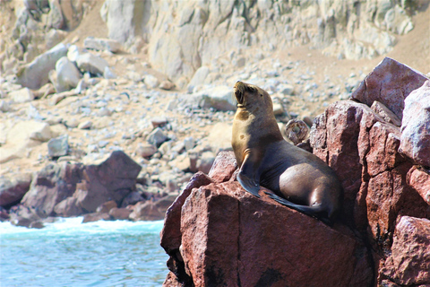 Paracas: Tour en barco guiado por las Islas Ballestas