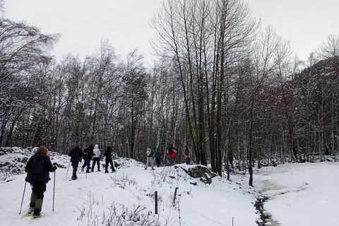 Cerdanya: Snowshoe tour through the forests and lakes of the Pyrenees