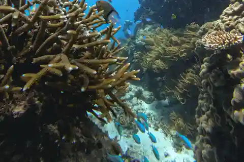 Cairns Great Barrier Reef: Snorkel Day Trip