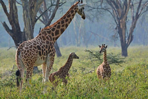 Nairobi: Lake Nakuru Kleingruppe und optionale Bootsfahrt