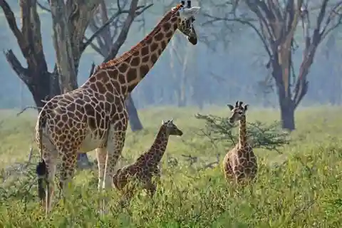 Nairobi: Excursión al Parque Nacional del Lago Nakuru y Lago Naivasha