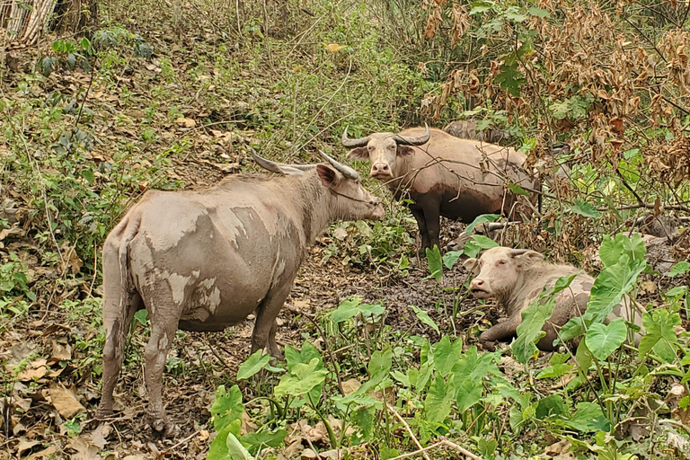 Visit buffalo farm, cooking-class forest, Kuang Si waterfall