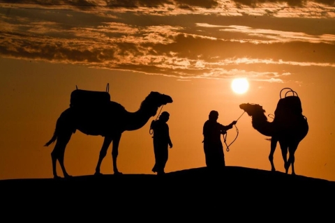 Balade à dos de chameau - Une expérience inoubliable dans le désert !Balade à dos de chameau - Une expérience inoubliable dans le désert