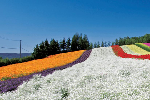 Sapporo Day Tour: Biei Blue Pond & Lavender Farm with Lunch 7:30 Pickup Point + Flower Sea Ticket (with Buffet + Melon)