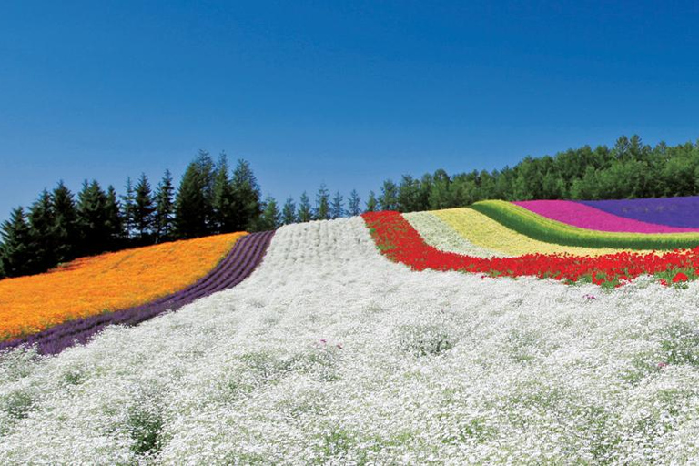 Sapporo Day Tour: Biei Blue Pond & Lavender Farm with Lunch 7:30 Pickup Point + Flower Sea Ticket (with Buffet + Melon)