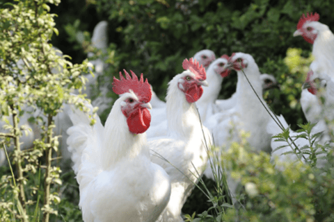 Bourg-en-Bresse Foodtour Rundgang für Feinschmecker