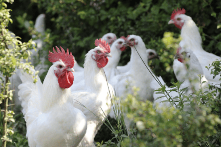 Bourg-en-Bresse culinaire wandeltour