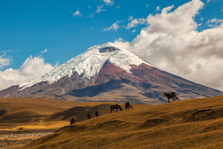 From Quito: Cotopaxi Private Tour with Hiking with Lunch
