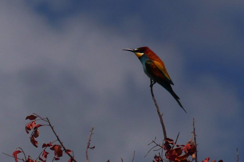 Rhodes: Safari with experienced driver - South pick ups