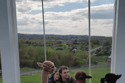 Alpaca Park: choose your alpaca for a walk + feeding