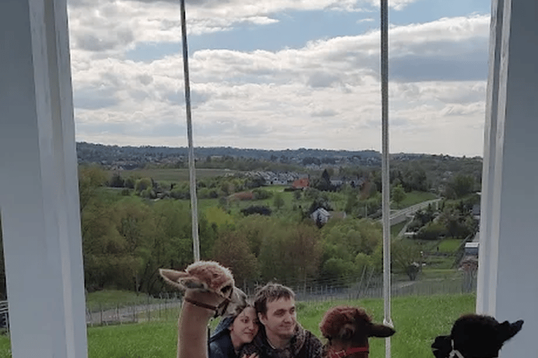 Alpaca Park: choose your alpaca for a walk + feeding