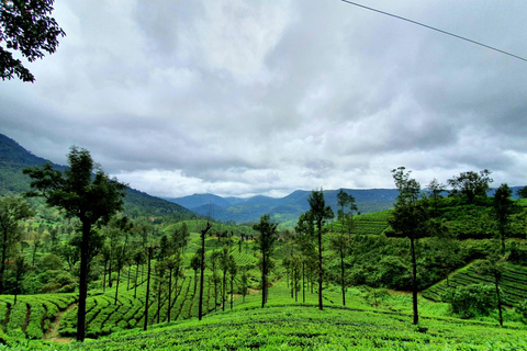 من كولومبو/بينتوتا: جولة خاصة لمدة 3 أيام في نوارا إليا وإيلاجولة خاصة لمدة 3 أيام في نوارا إليا وإيل