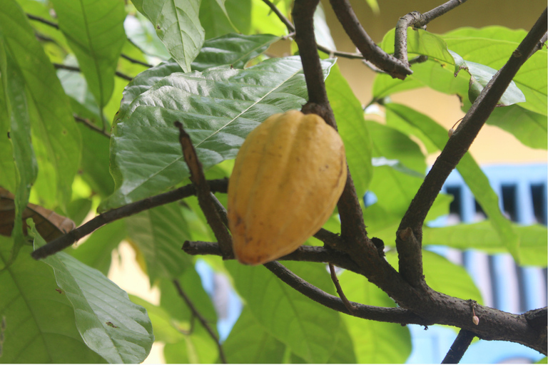 Cusco Coffee Tour: 1 Day Cloud Forest Experience Cusco Coffee Tour: 1-Day Cloud Forest Experience