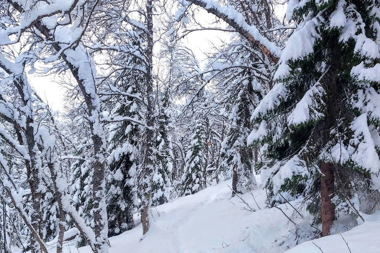 Tromsø Street to Wilderness: Guided Snowshoe Hike