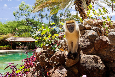 Från Nairobi: 3-dagars safari i nationalparken Amboseli