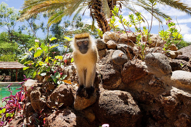 Från Nairobi: 3-dagars safari i nationalparken Amboseli