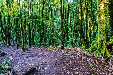 Chiang Mai: Parque Nacional Doi Inthanon e Caminhada Pha Dok Siew