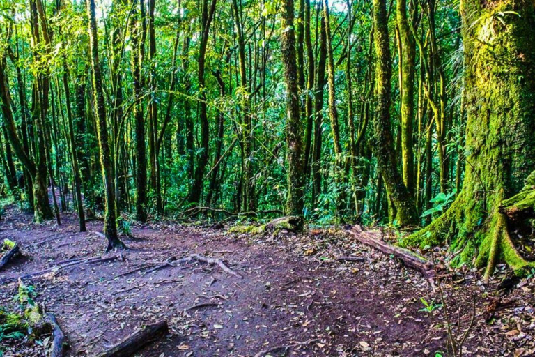 Chiang Mai: Doi Inthanon nationalpark och Pha Dok Siew Trek