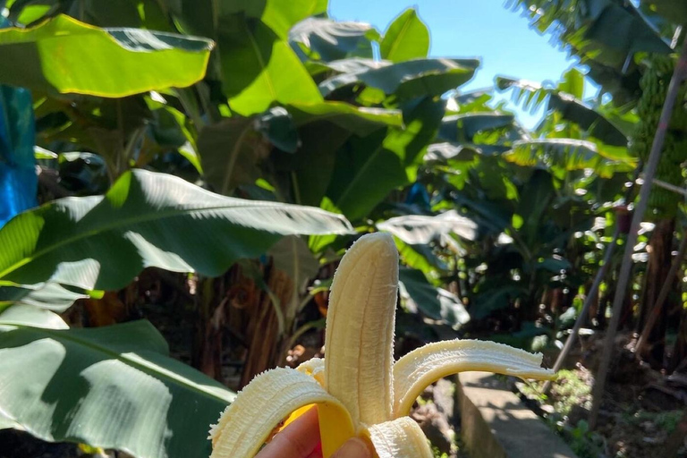 Madeira: Banana Plantation Guided Tour with Tasting