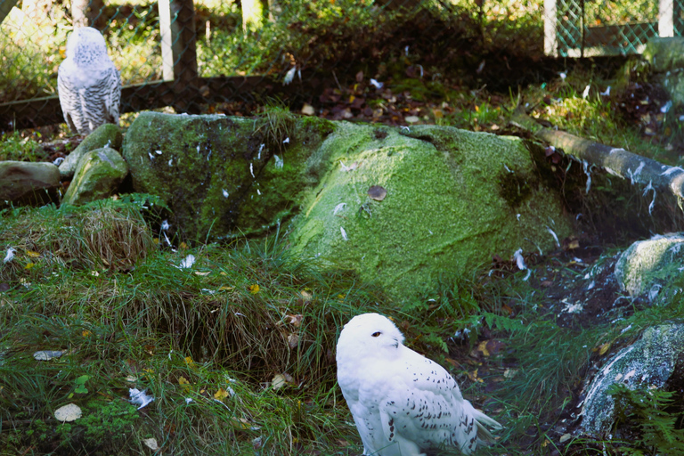 Rovaniemi: trip to the Ranua Zoo (transportation, tickets)