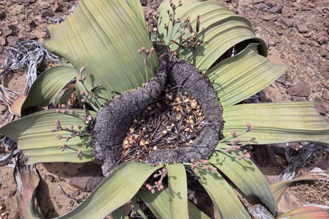 Cape Cross, Seals and River Desert Nature Tour [New Route]