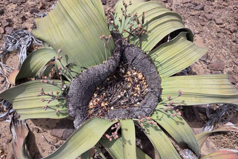 Cape Cross, Seals and River Desert Nature Tour [New Route]