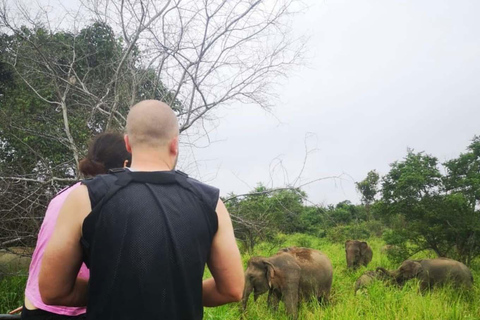 Minneriya Safari from Sigiriya Eco Jeep Adventure