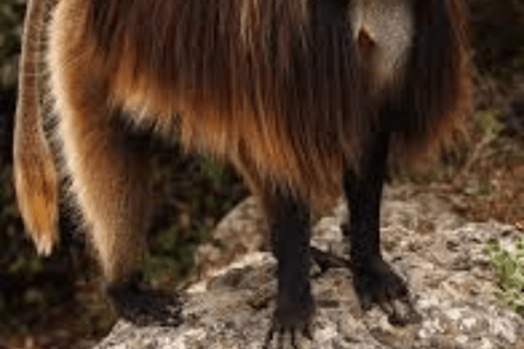 Debre Libanos: Faith, History, and the Portuguese Bridge