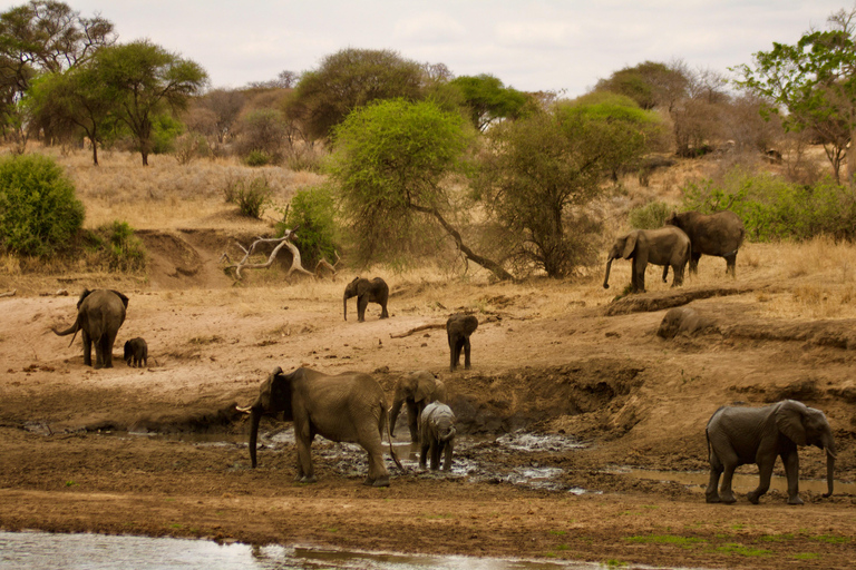 Tanzania: 9-dagars safari med bästa boende