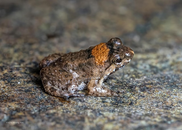 Da Nang: Son Tra Secret Night Wildlife Experience