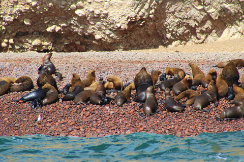 Paracas: Ballestas Islands Guided Boat Tour