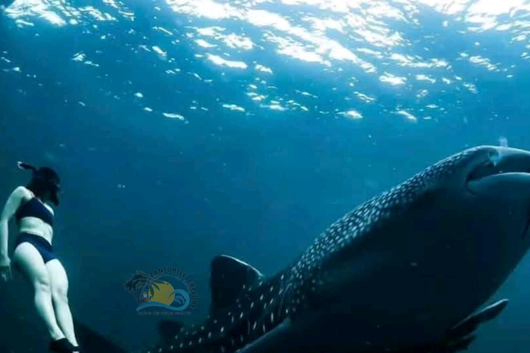 From Zanzibar Mafia Island Whale Shark Adventure with Flight