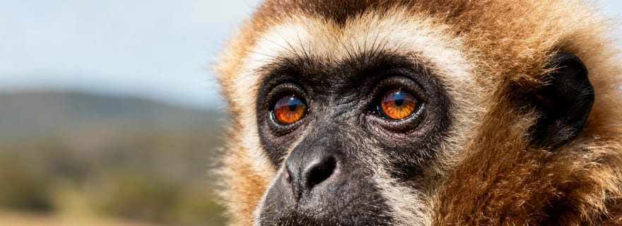 Guwahati : visite de 2 jours des gibbons de Hoolock et d'une plantation de thé