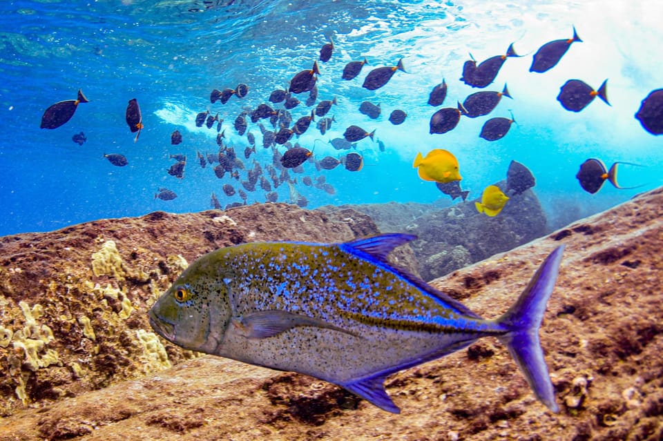 South Maui Molokini Crater and Turtle Town Snorkeling Trip GetYourGuide