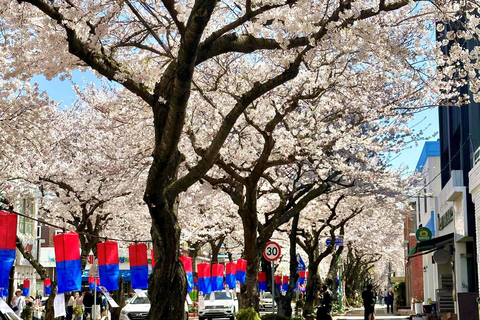 Jeju East: Cherry Blossom Tour & Women Divers Show