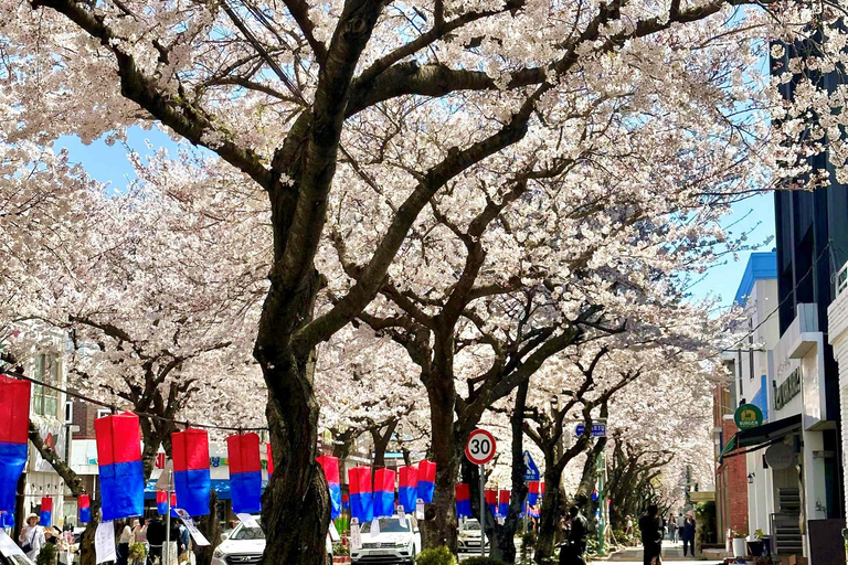 Jeju East: Cherry Blossom Tour & Women Divers Show