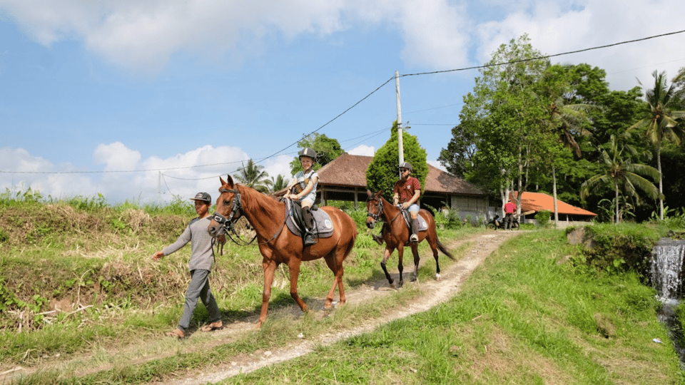 Ubud 1 Hour Countryside Horse Riding with Rice Field View GetYourGuide