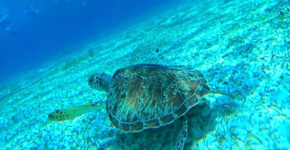 Cozumel: Snorkel the reefs + visit "El cielo"