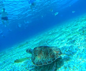 Cozumel: snorkeling on reefs + visit to "El Cielo"
