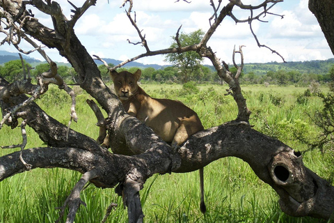 Excursion d'une journée au parc national de Mikumi depuis Zanzibar